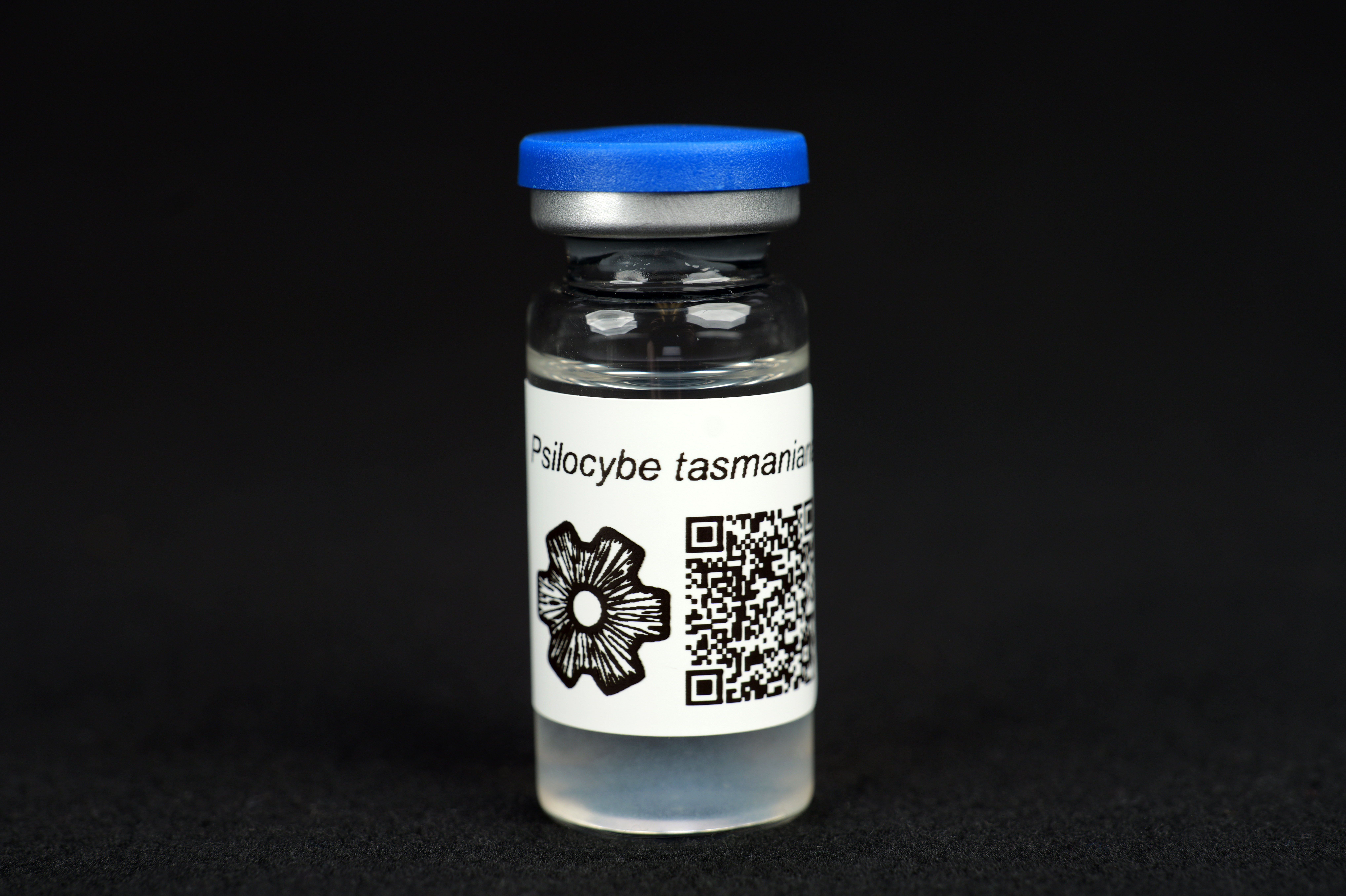 Psilocybe tasmaniana : MycoTrue(TM) Isolate Vial